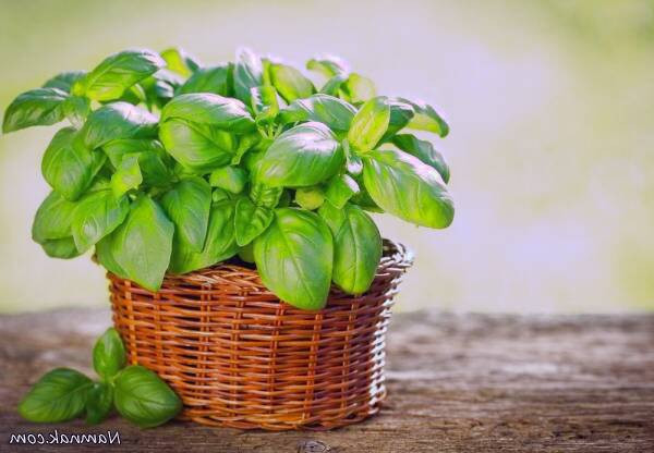 درمان خانگی زگیل