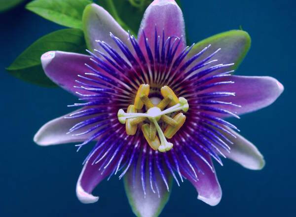 خواص گل ساعتی