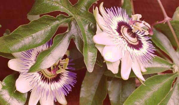 خاصیت گل ساعتی