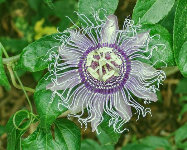 فواید گل ساعتی