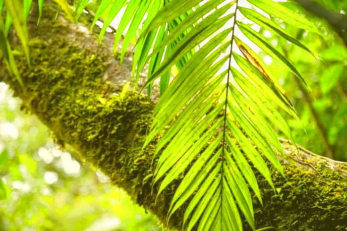  گیاه نخل اره ای