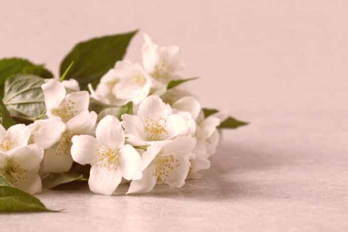 خواص گل یاسمن