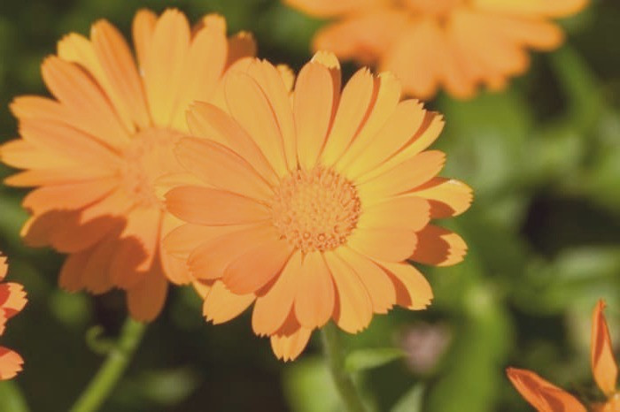 گل همیشه بهار