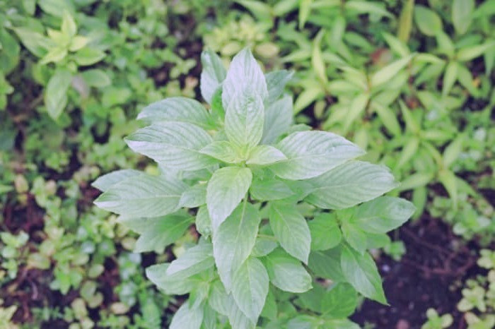 ریحان در طب اسلامی