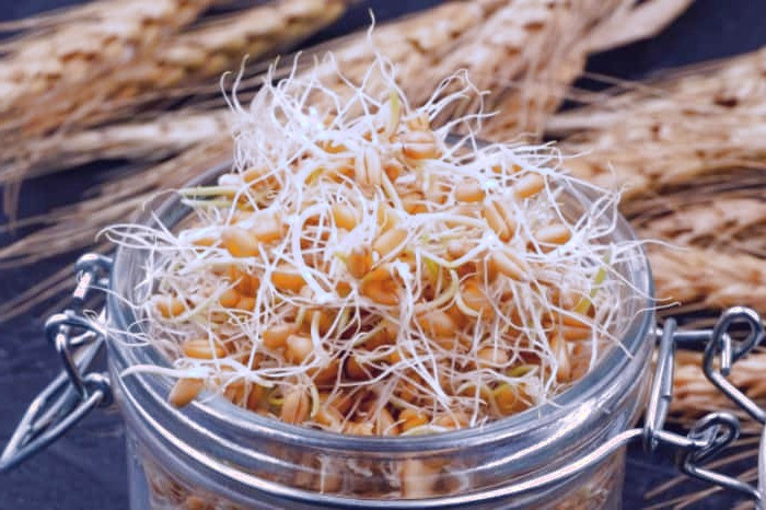 جوانه خام یا پخته