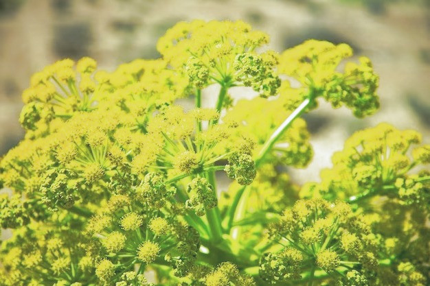 مضرات آنغوزه