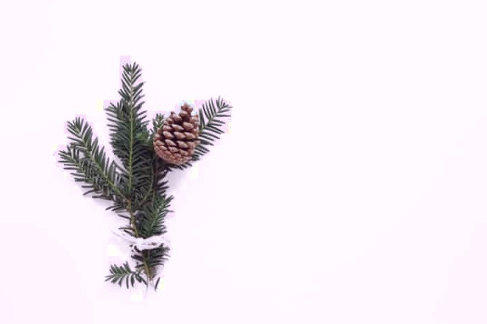 روغن چوب سدر