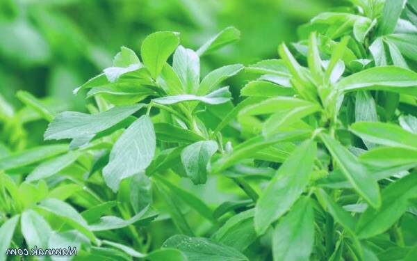 فواید یونجه