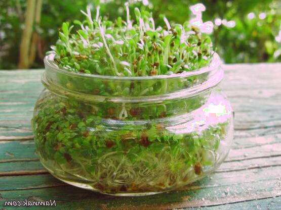 یونجه برای سرطان پستان