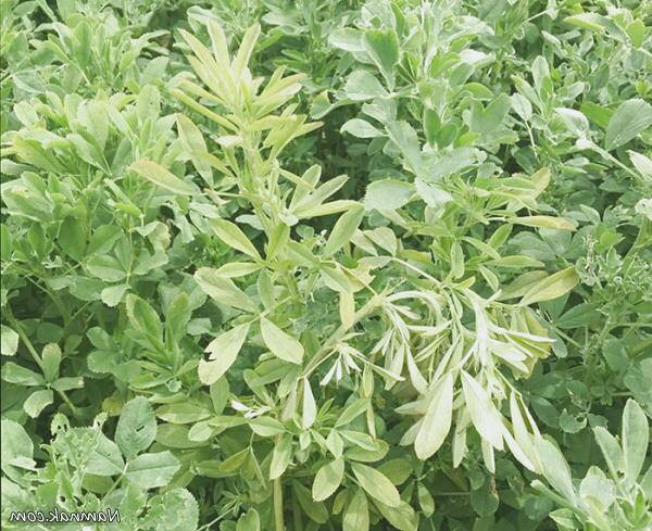 خاصیت یونجه