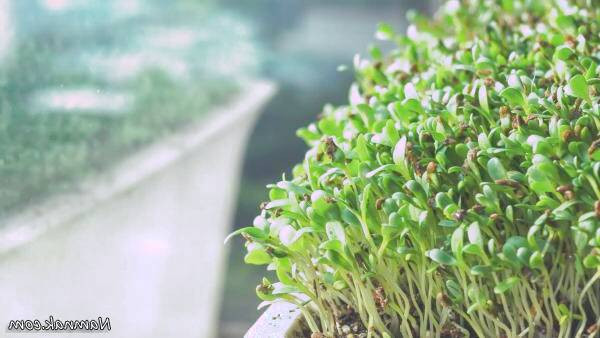 یونجه برای مو