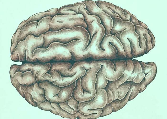 مغز انسان