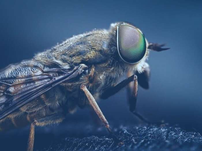 مگس روی غذا