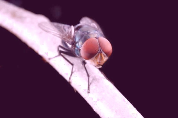 خطر مگس روی غذا