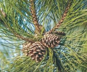 خواص روغن چوب سدر: درمان ریزش مو و بهبود تنفس