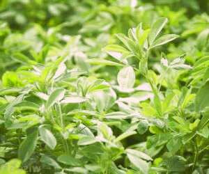 خواص شگفت‌انگیز یونجه برای درمان کم‌خونی و راه‌های کاشت آن