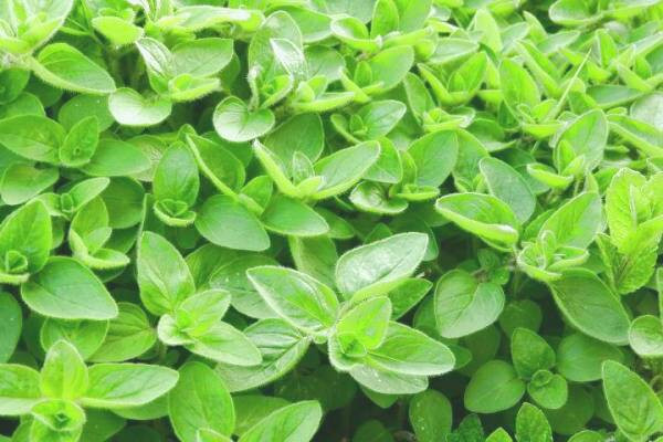 خواص مرزنگوش برای ناشنوایی فواید مرزنگوش