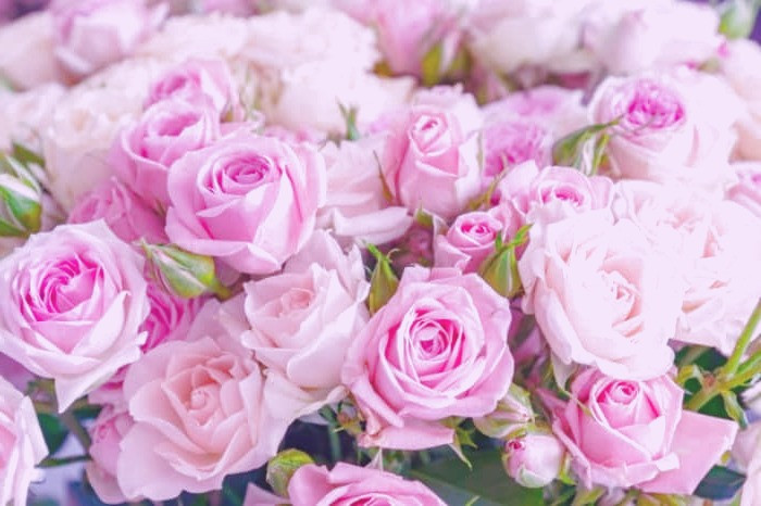 گلبرگ گل رز