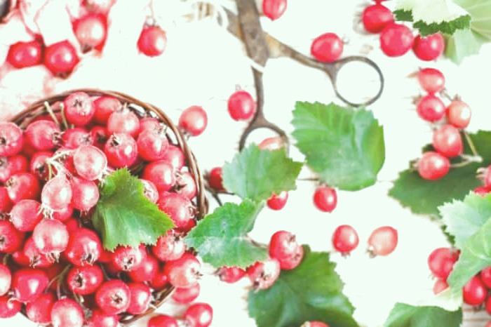 زالزالک برای فشار خون