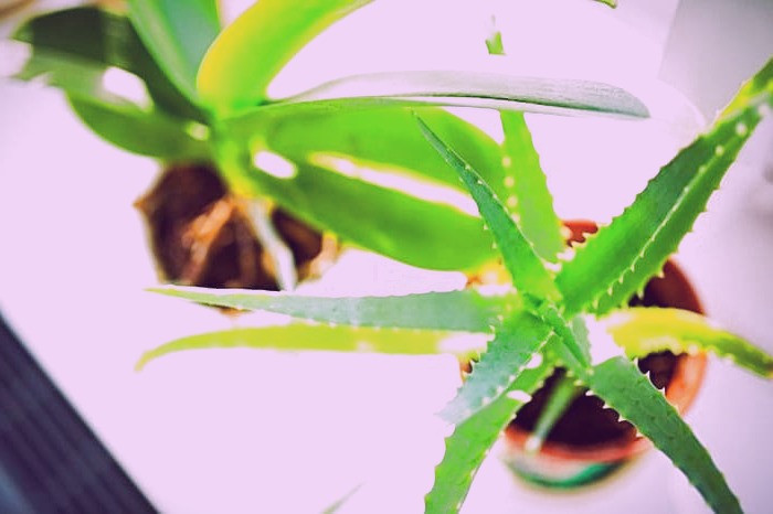 گردو و آلوئه ورا