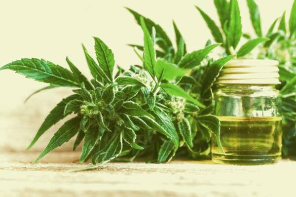 عوارض روغن حشیش عوارض جانبی حشیش