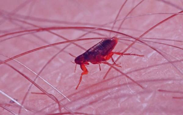 بیماری طاعون