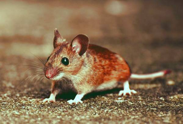 علت بیماری طاعون