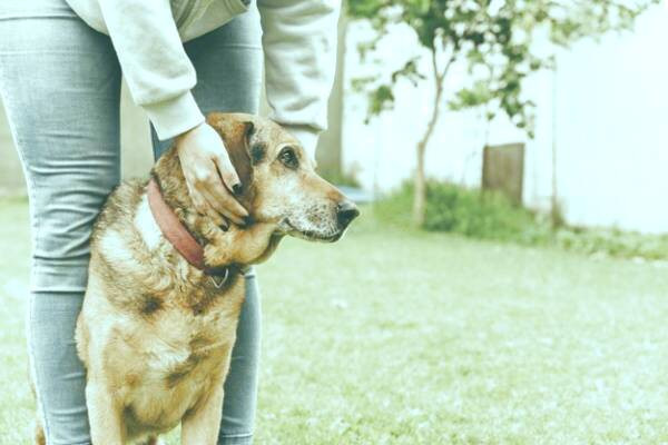 نکات نگهداری حیوانات خانگی