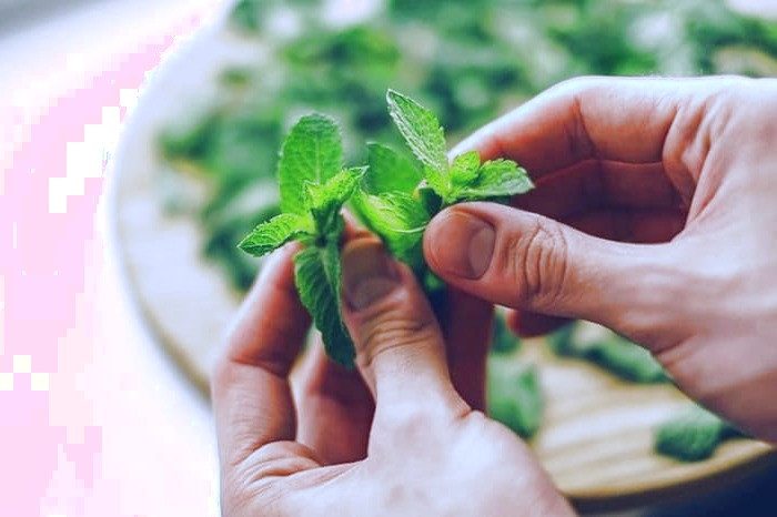 نعناع برای تهوع