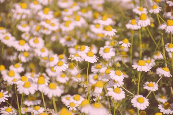تونر بابونه بهترین تونر برای پوست نرمال تونر بابونه