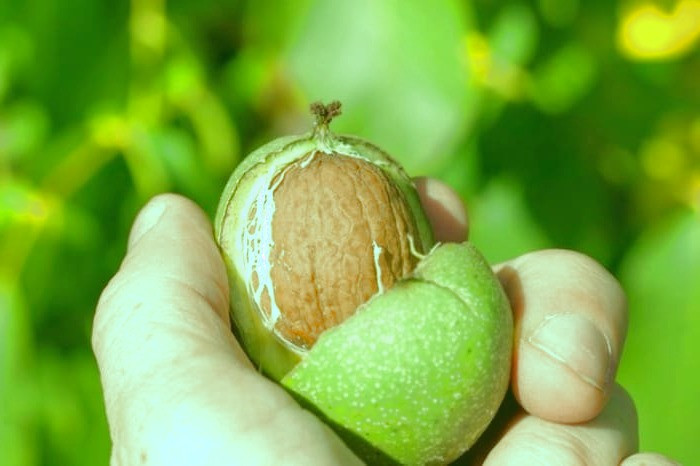 پوست گردوی سبز