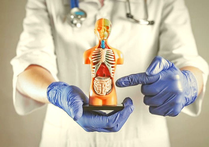 کمک به گوارش