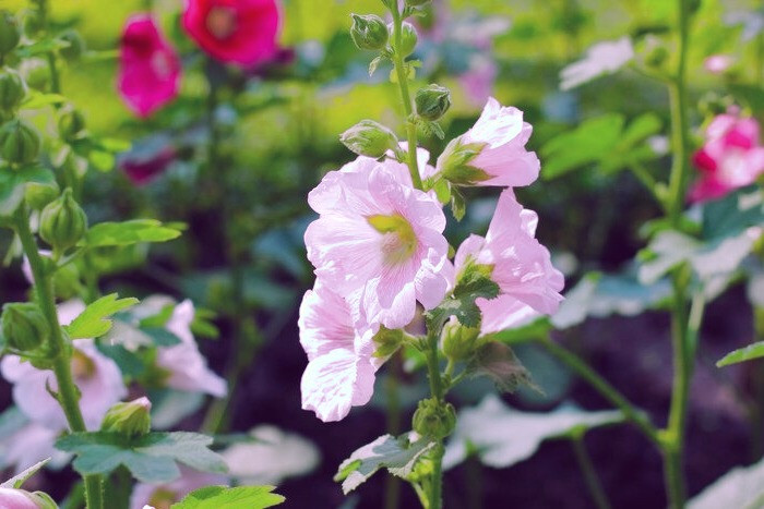 عرق گل ختمی