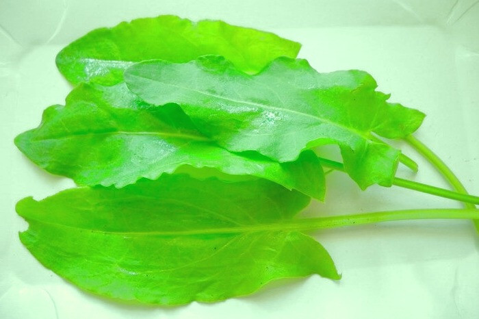 استفاده از گیاه ترشک برای کم خونی گیاه ترشک
