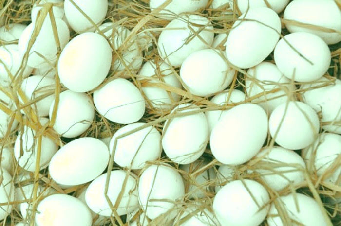 فواید تخم مرغ برای مو تخم مرغ برای مو