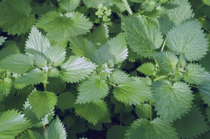 گزنه چه خواصی دارد؟ گزنه برای مو