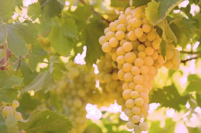 خواص انگور در بارداری