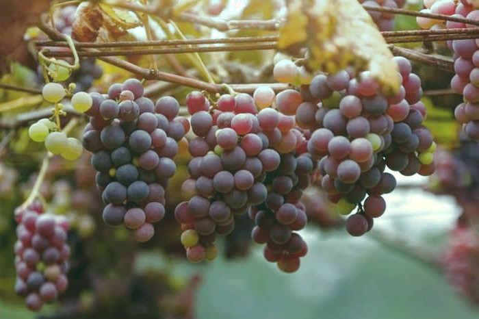 انگور در بارداری