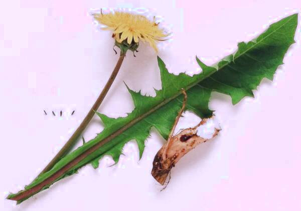 برگ های قاصدک