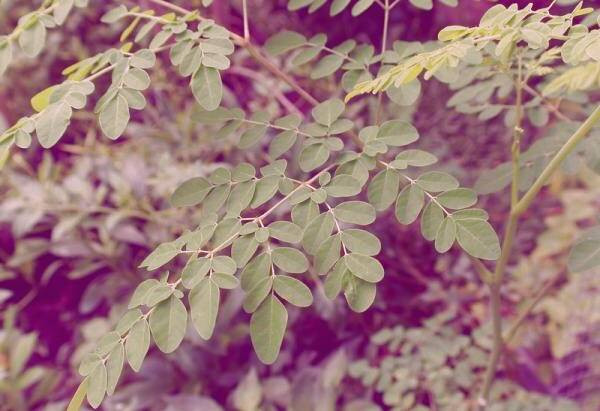 گیاه مورینگا