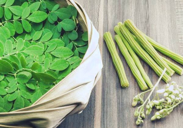 گیاه مورینگا (گز روغنی)