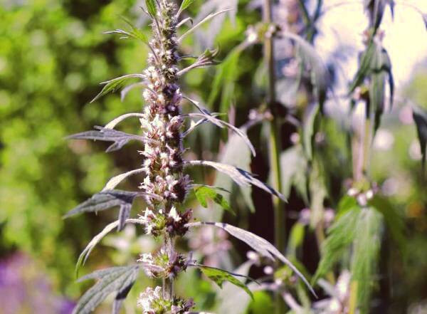 گیاه دم شیر