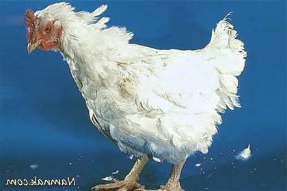  آنفلو آنزای طیور‬&lrm
