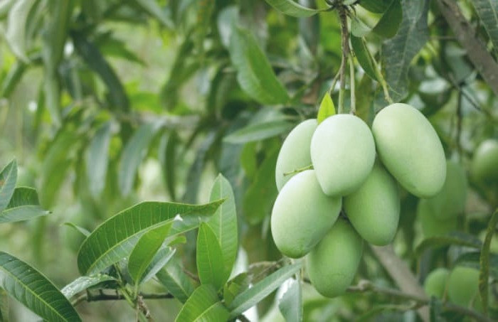 عوارض چغاله بادام