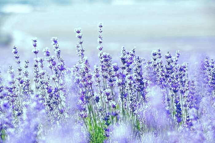 اسطوخودوس برای پوست روغن اسطخودوس