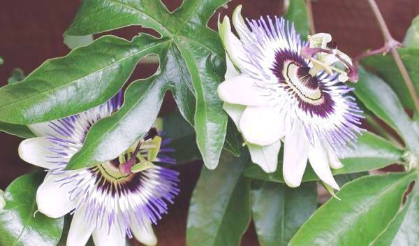 خاصیت گل ساعتی