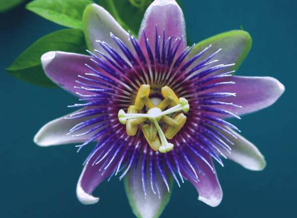 خواص گل ساعتی