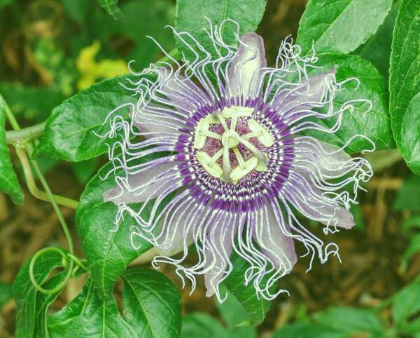 فواید گل ساعتی