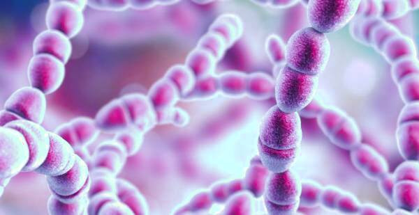 باکتری پوسیدگی دندان