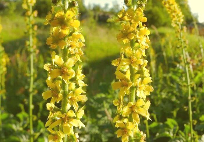 گل های آگریمونیا